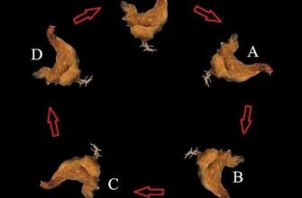 Жена из другого позвонка уробороса?