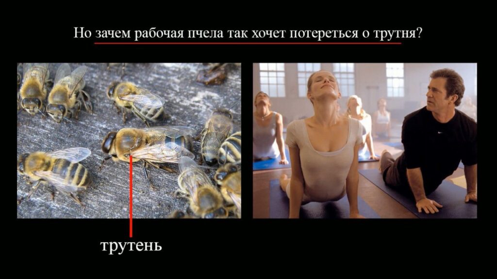 тайна борделя