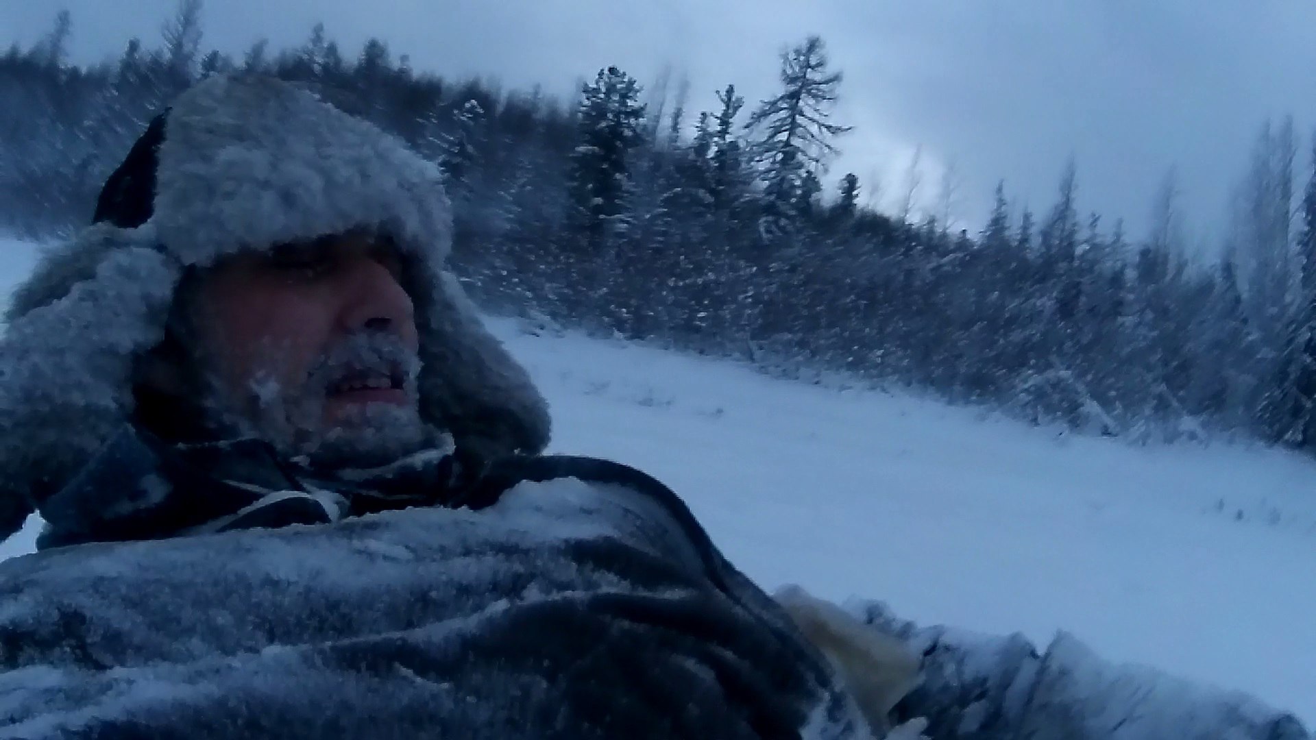 некоторые детали пребывания прядки в тайге