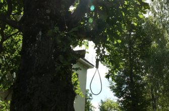 почему в музее героев висит петля на дубе