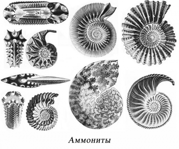 аммониты